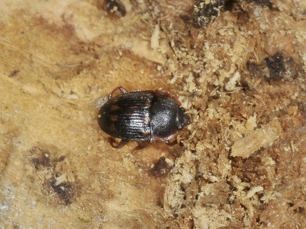 Stelidota geminata